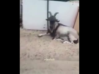 mr goat