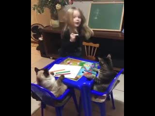 kittens are obedient students