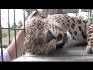 how a leopard purrs