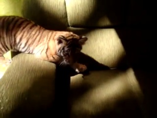 someone tell him he's a tiger :)