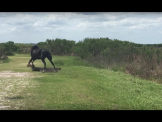 brave horse vs alligator