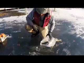 two fish in a strange position frozen in ice