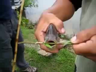 piranha bite power - it's worth a look))