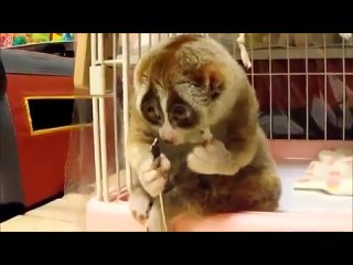 shy lemur eats