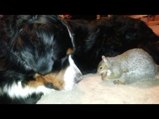 hand squirrel makes a stash in the dog :)