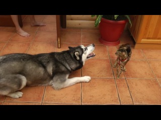 husky meets (not vine)