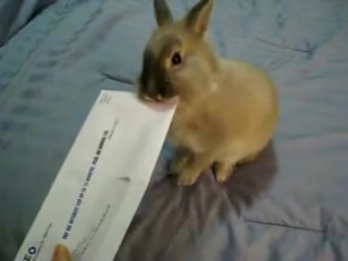 how to open an envelope with a rabbit