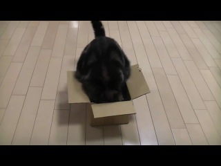 the cat has outgrown its box