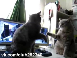 two cats are playing patty